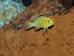 Labidochromis caeruleus