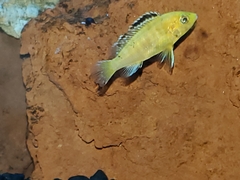 Labidochromis caeruleus