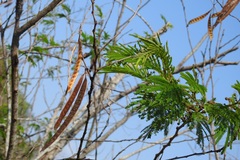 Leucaena collinsii
