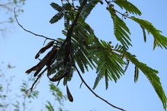 Leucaena cuspidata