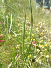 Lathyrus nissolia
