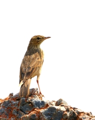 Anthus nicholsoni nicholsoni