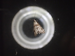 Neocataclysta magnificalis