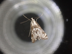 Neocataclysta magnificalis