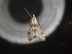 Neocataclysta magnificalis