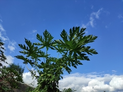 Carica papaya image