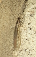 Eremochrysa punctinervis