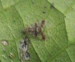 Amphipsocidae