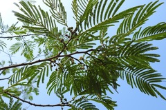 Leucaena diversifolia