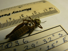 Kosciuscola tasmanicus