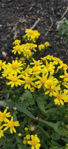 Senecio leucanthemifolius image