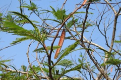 Leucaena diversifolia