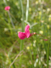 Lathyrus nissolia