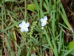 Nemophila pulchella