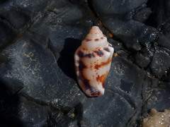 Canarium microurceum