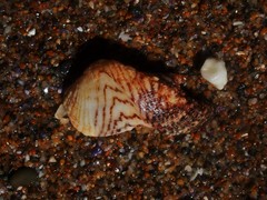 Lamarcka ventricosa