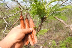 Leucaena diversifolia