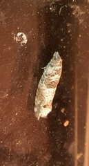 Pseudexentera knudsoni