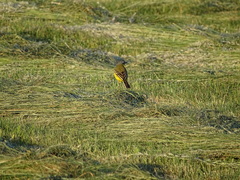 Motacilla flava flava