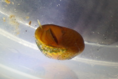 Littorina obtusata