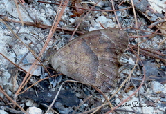 Pindis squamistriga
