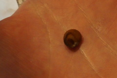 Littorina obtusata