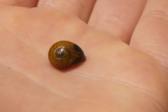 Littorina obtusata