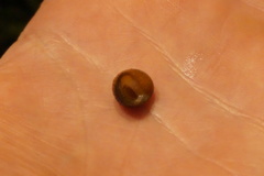 Littorina obtusata