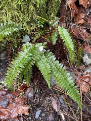 Polystichum californicum × munitum