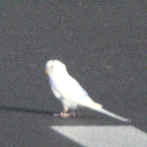 Melopsittacus undulatus, 2022-03-15