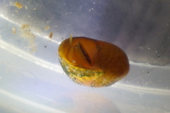 Littorina obtusata