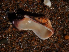 Lamarcka ventricosa