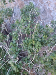 Pleurocoronis laphamioides