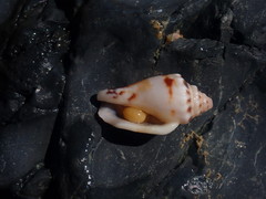 Canarium microurceum