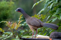Colombian Chachalaca photo 3