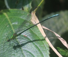 Mnais andersoni