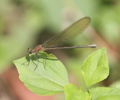 Mnais andersoni