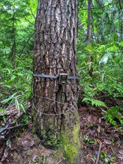 Paguma larvata