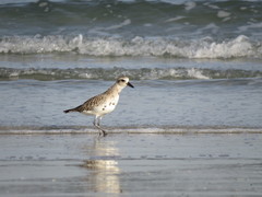 Pluvialis squatarola