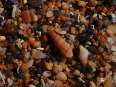 Austrodrillia angasi