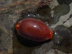 Staphylaea staphylaea