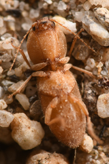 Horistonotus