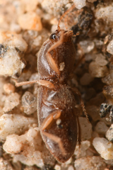 Horistonotus