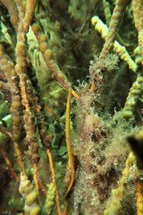 Stigmatopora narinosa