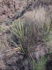 Yucca baccata brevifolia