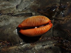 Staphylaea staphylaea