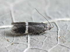 Aproaerema cinctella