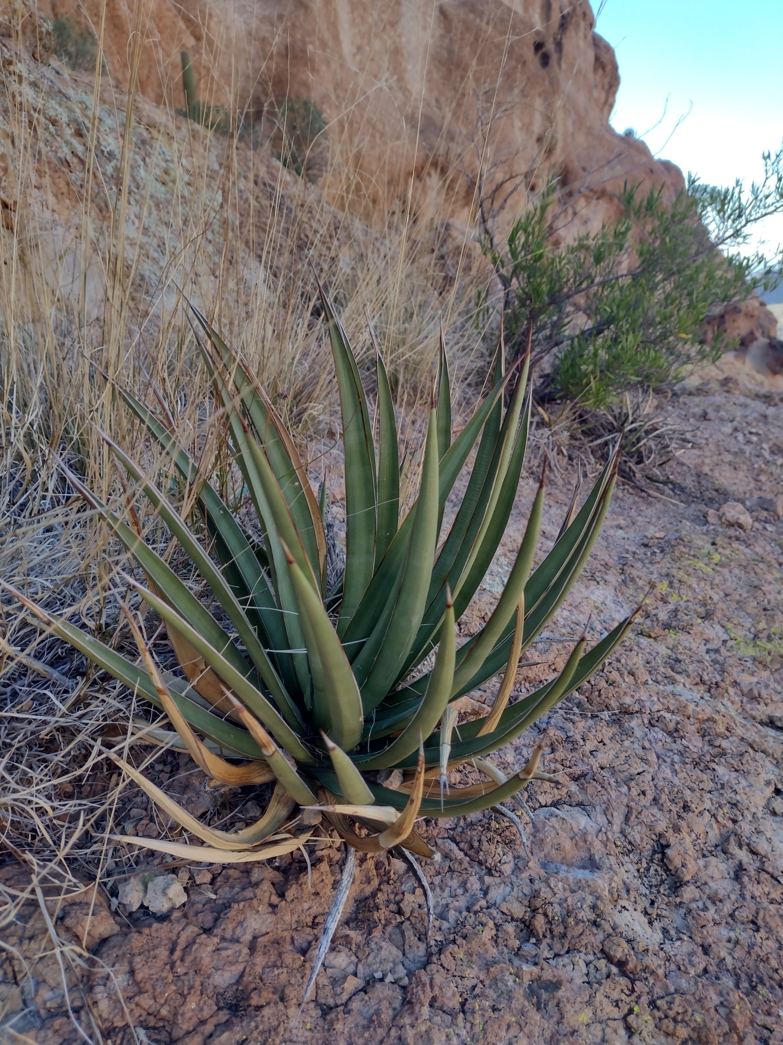 Agave X ajoensis