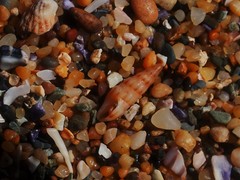 Austrodrillia angasi