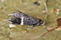 Aproaerema cinctella